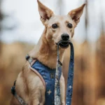 DOG-AHEAD-szelki-bezuciskowe-SKY