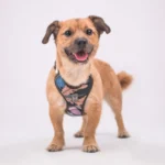 DOG-AHEAD-szelki-bezuciskowe-PSYCHO-FOREST-MINI-DOG