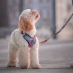 DOG-AHEAD-szelki-bezuciskowe-SEPTEMBER-MINI-DOG