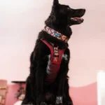 DOG-AHEAD-obroża-dla-charta-AMOUR-PUZZLE (1)