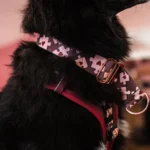 DOG-AHEAD-obroża-dla-charta-AMOUR-PUZZLE (2)_1