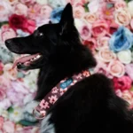 DOG-AHEAD-obroża-dla-charta-AMOUR-PUZZLE (3)