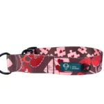 DOG-AHEAD-obroża-dla-charta-AMOUR-STORY (2)