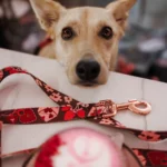 DOG-AHEAD-smycz-miejska-AMOUR (5)