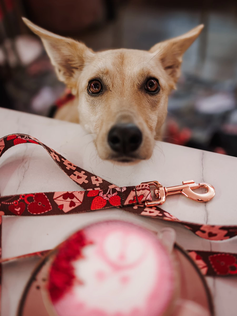 DOG-AHEAD-smycz-miejska-AMOUR (5)