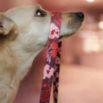 DOG-AHEAD-smycz-miejska-AMOUR (7)