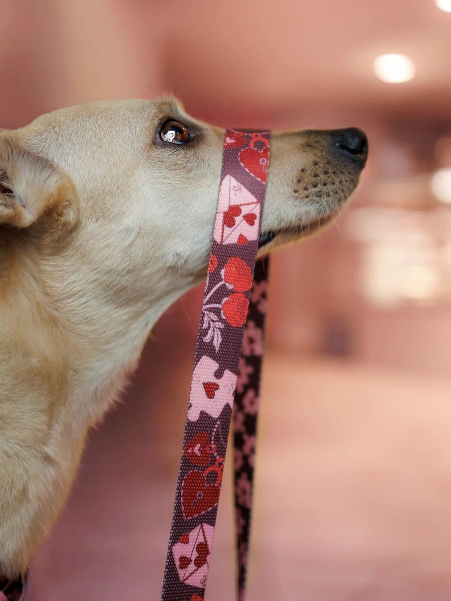 DOG-AHEAD-smycz-miejska-AMOUR (7)