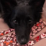 DOG AHEAD smycz przepinana AMOUR