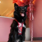 DOG AHEAD smycz przepinana AMOUR