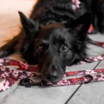 DOG AHEAD smycz przepinana AMOUR