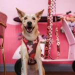 DOG-AHEAD-szelki-bezuciskowe-AMOUR (4)