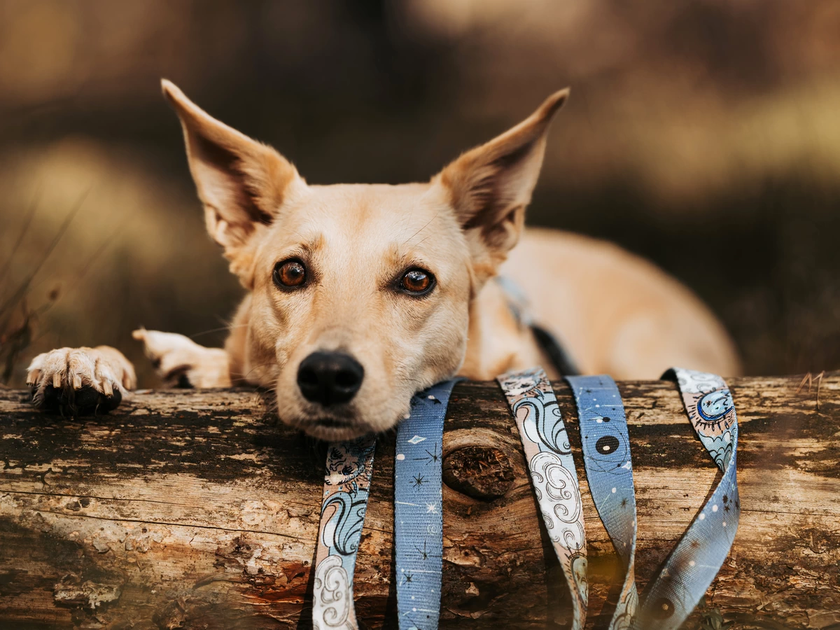 DOG AHEAD kolekcja SKY