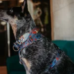 obroża dla charta dla psa POKER DOGS