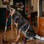 Smycz miejska POKER | DOG AHEAD