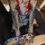 Smycz miejska POKER | DOG AHEAD