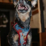 szelki bezuciskowe dla psa POKER | DOG AHEAD