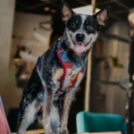 szelki bezuciskowe dla psa POKER | DOG AHEAD