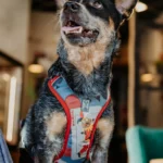 szelki bezuciskowe dla psa POKER | DOG AHEAD