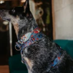 DOG-AHEAD-szelki-guard-POKER-SUITS (1)