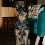 DOG-AHEAD-szelki-guard-POKER-SUITS (2)