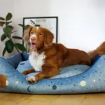 dog-ahead-kanapa-dwustronna-magic-sky (7)