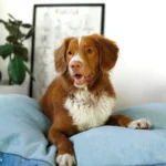 dog-ahead-poducha-lullaby-sky (5)