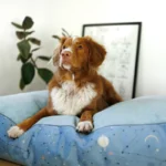dog-ahead-poducha-lullaby-sky (6)
