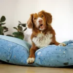 dog-ahead-poducha-lullaby-sky (8)