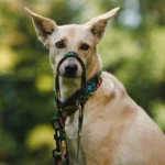 DOG-AHEAD-smycz-miejska-WHISPER (3)