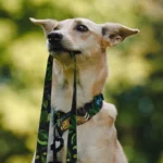 DOG-AHEAD-smycz-miejska-WHISPER (5)