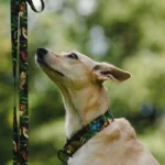 DOG-AHEAD-smycz-miejska-WHISPER (6)