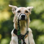 DOG-AHEAD-smycz-przepinana-WHISPER (1)