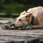 DOG-AHEAD-smycz-przepinana-WHISPER (4)