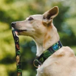 DOG-AHEAD-smycz-przepinana-WHISPER (7)