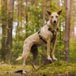 DOG-AHEAD-szelki-guard-WHISPER (6)