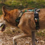 DOG-AHEAD-szelki-guard-WHISPER (7)